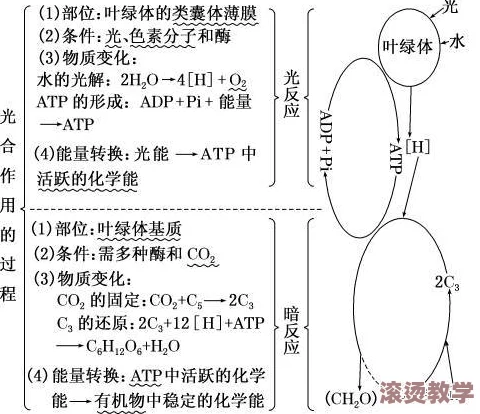 体内精69xxxxxx：探讨其在生物医学研究中的应用与潜在影响的综合分析与评估